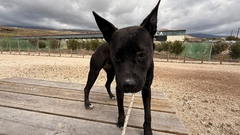SOPHIE Imagen 4